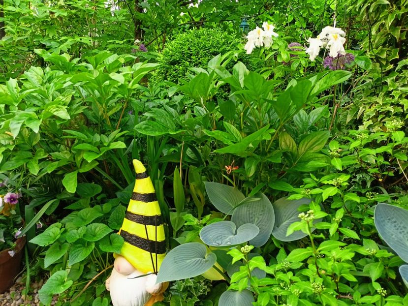  - Grădina 2023 continuare 2