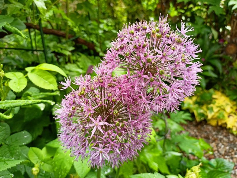  - Grădina 2023 continuare 2