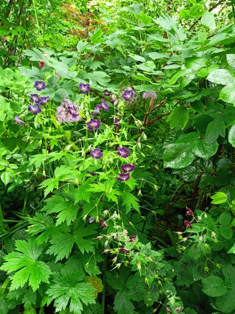  - Grădina 2023 continuare 2