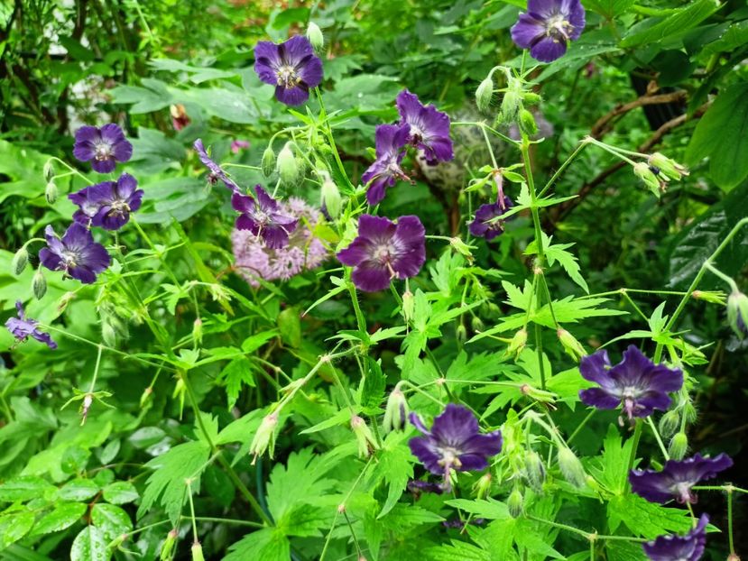 Geranium pheum Klepper - Grădina 2023 continuare 2