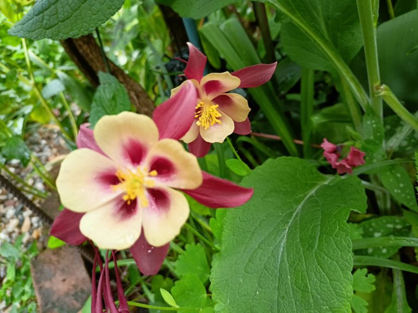  - Grădina 2023 continuare 2