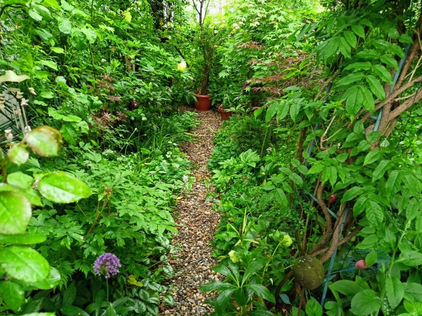  - Grădina 2023 continuare 2