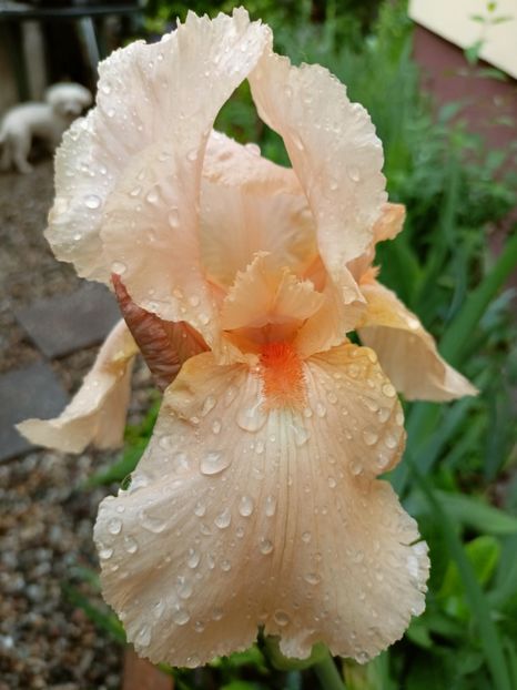  - Grădina 2023 continuare 2