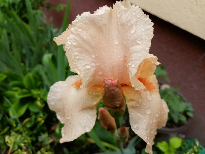  - Grădina 2023 continuare 2