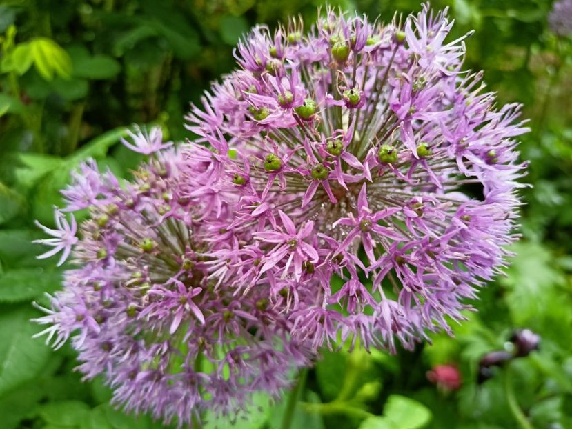  - Grădina 2023 continuare 2