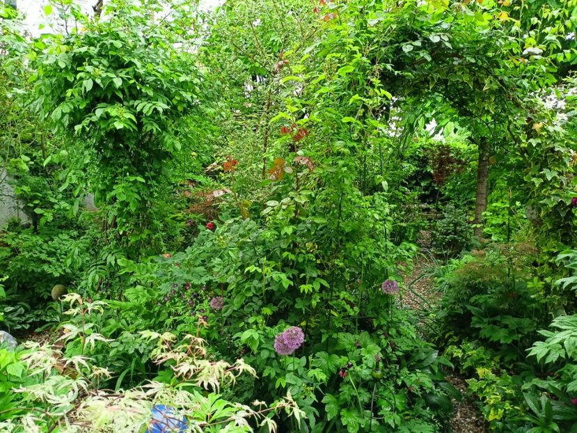  - Grădina 2023 continuare 2