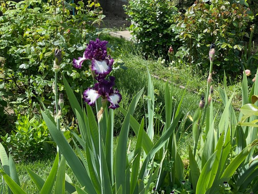 86E604DB-697A-46EF-B25D-016DD5D30998 - 01 Iriși 2023