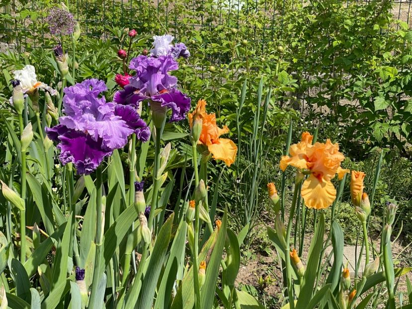 A1A42521-D9F0-4A25-B3C0-CDB5985C16A1 - 01 Iriși 2023