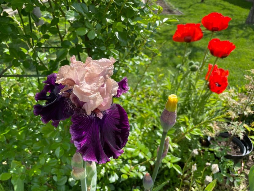 D5B720C8-7B8E-4C9A-A6CA-AD1865960C18 - 01 Iriși 2023