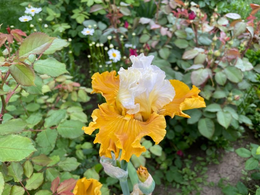 A178C1C3-3AB4-4345-B56B-03A4D7647768 - 01 Iriși 2023