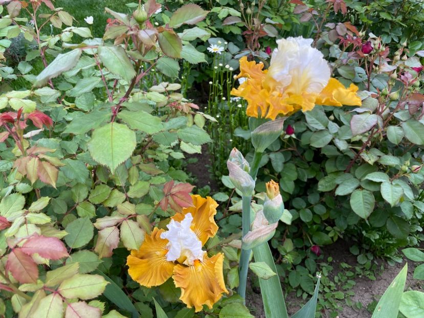 F7E0E669-E2CB-4A10-96FF-7F545B8D6C2A - 01 Iriși 2023