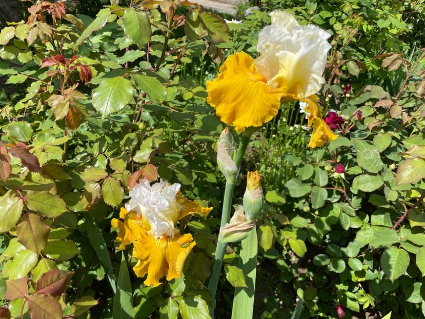 0DEE19AB-93D7-484F-8FCD-172CDC86F420 - 01 Iriși 2023