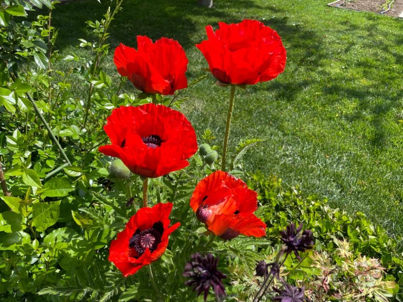 E9B7D79B-8735-49FE-BECC-A88D96C1FB34 - 01 Primăvara 2023