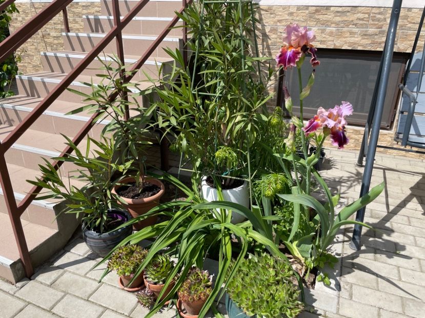 860F21F5-1EFD-4B1C-AD3C-127183FCA585 - 01 Primăvara 2023