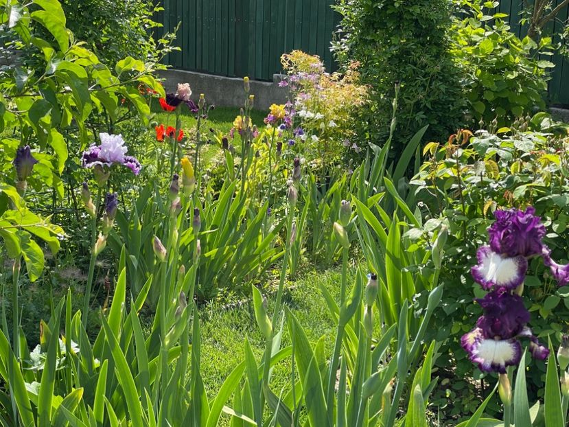 32DB14A9-B6CC-4059-804E-09F5E3B0AABD - 01 Primăvara 2023