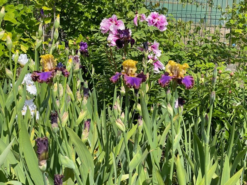 C8FD4DB5-9CF7-4E53-B618-9893F34B6A34 - 01 Primăvara 2023