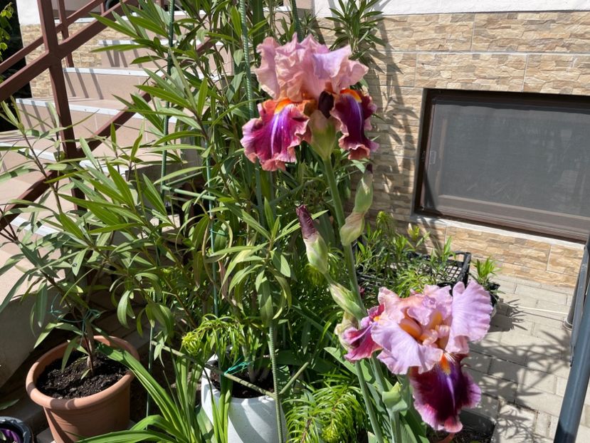 6D6A73A0-BF35-407E-A200-FF512E076CB8 - 01 Primăvara 2023