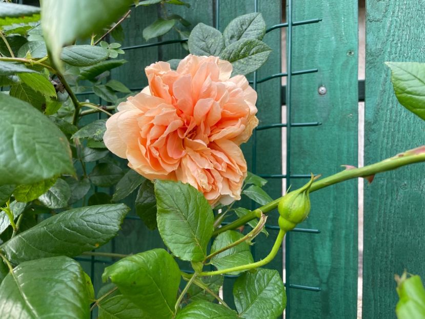 230F9C78-D692-4D53-9BDD-1E42BBA043F8 - 01 Primăvara 2023