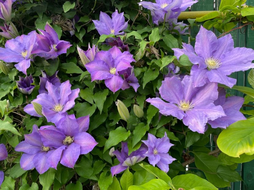 CC148174-416C-41E7-A4B3-B609D3F43C5E - 01 Primăvara 2023