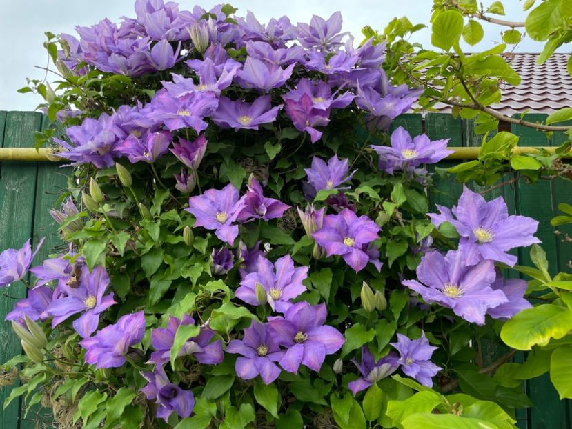 60462D4F-3FC6-46D0-914E-F3953B38C2E7 - 01 Primăvara 2023