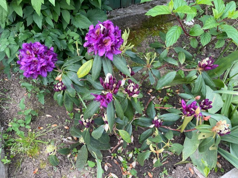 003F7AE0-40A4-4678-9139-054609C6EB3B - 01 Azalee-rododendroni-hortensii-hoste 2023