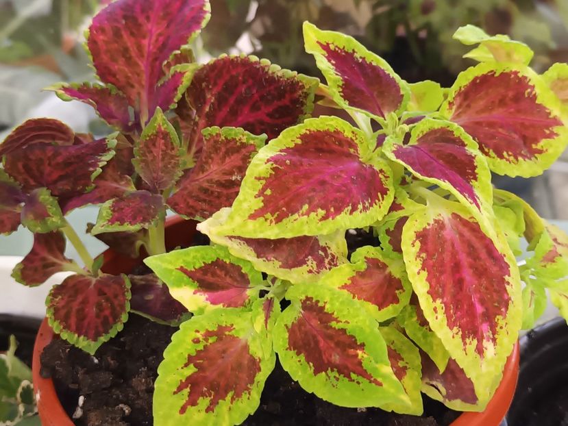 Coleus - Flowerbook