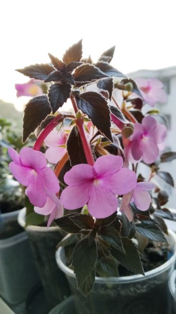 2023 - 2024-Peach Blossom