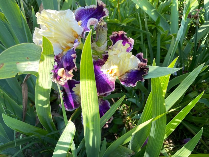 1A98AF79-F20C-489B-A60A-0C52B536A5B8 - 01 Iriși 2023