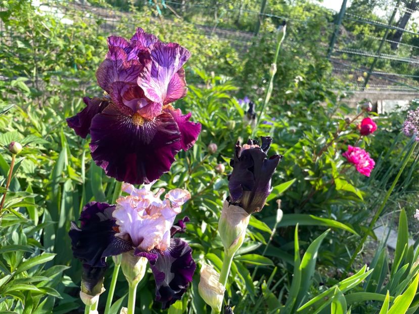 8A42E781-2ED1-4B27-A8DE-94E8C39E30F6 - 01 Iriși 2023