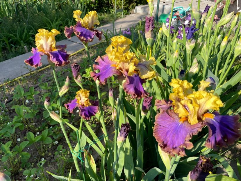 7B78719D-67BB-4AF8-B891-8FEB198F2957 - 01 Iriși 2023