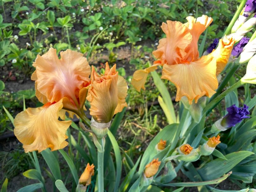 41380844-89E9-40AB-B6D1-F2FF7FC757D6 - 01 Iriși 2023