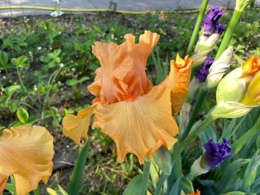 CDEA775B-68C3-4B1C-95EB-96074A33B006 - 01 Iriși 2023