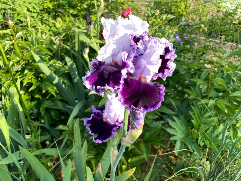 9A67C59A-C68E-4A98-8F66-A5D1A5C3900A - 01 Iriși 2023