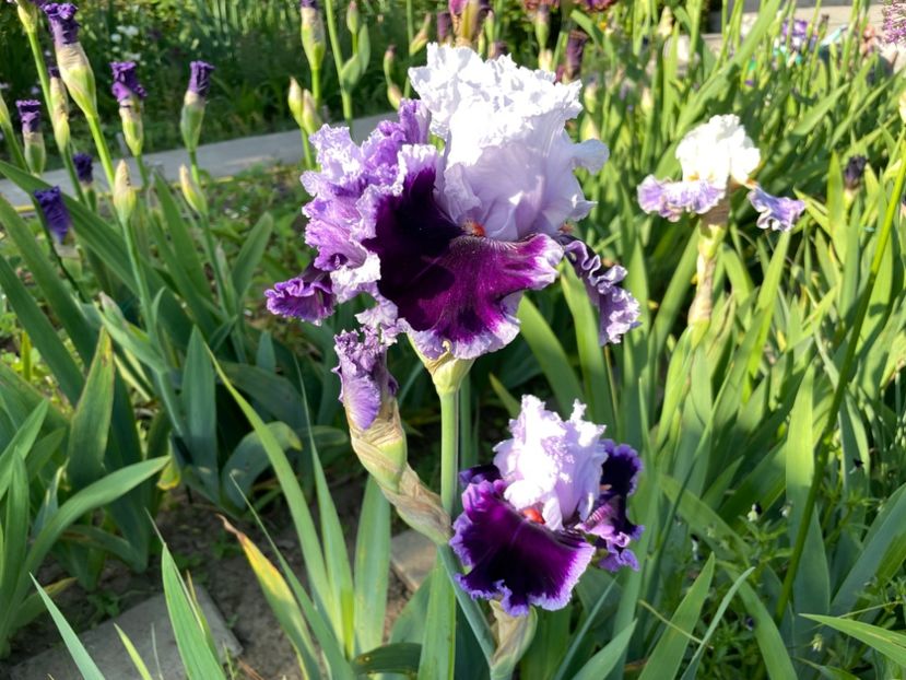 E656ECDB-D72D-4575-A0DF-1E3D509AF9D5 - 01 Iriși 2023