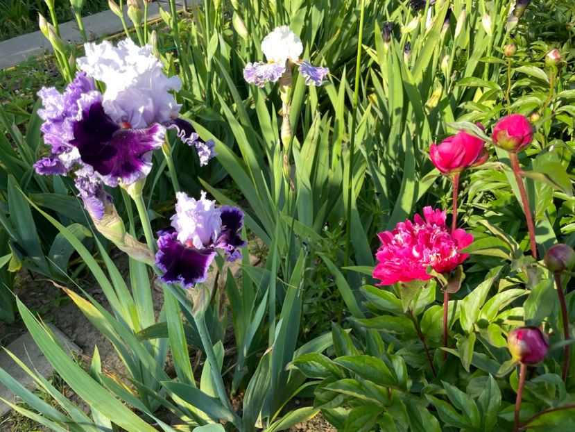 9EECAAD5-0CAC-48A6-A74A-641F6D01FF13 - 01 Iriși 2023