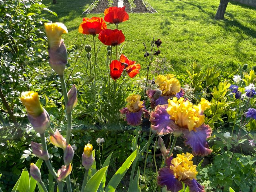 245066C3-6666-4761-8E3B-16BA787C9AF6 - 01 Iriși 2023