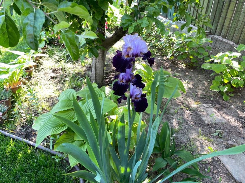 AF6AECBC-5B67-4DD6-9B6D-1ABA32F83A28 - 01 Iriși 2023