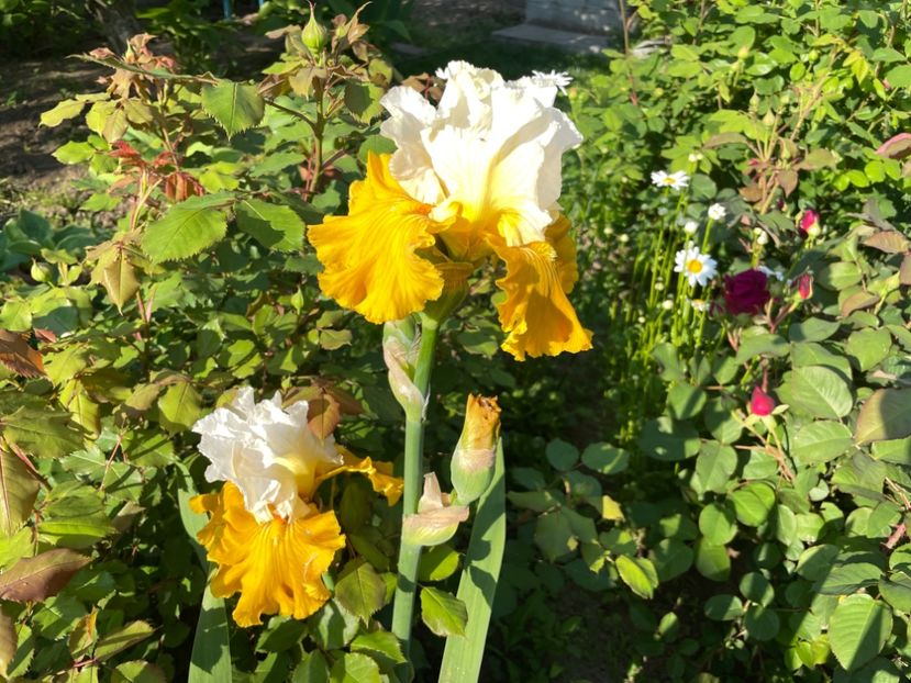 E4AF3C6B-E642-4EC2-AD50-8B02F433A131 - 01 Iriși 2023