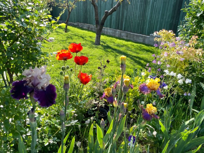 CB6C5921-87D5-4FFE-9C83-F41EE7BFD644 - 01 Iriși 2023