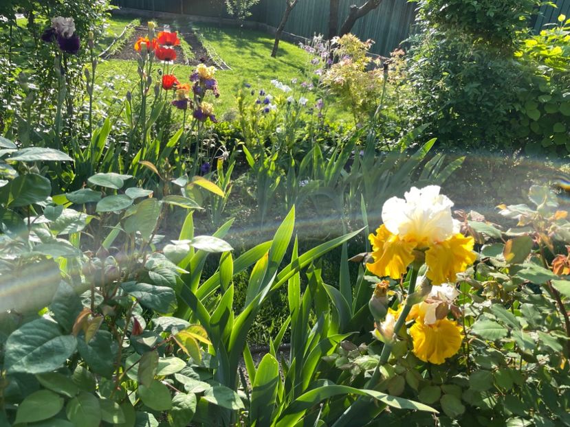 A93416CA-1F9D-48E0-8167-6CCD0634ABB7 - 01 Iriși 2023