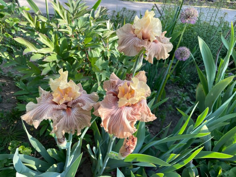 31485280-8B0F-4BC4-B04E-C7A1F9B153B3 - 01 Iriși 2023