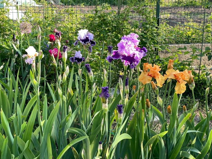 F7F20FC2-0306-43DE-AA88-FFA1244BEFB5 - 01 Iriși 2023