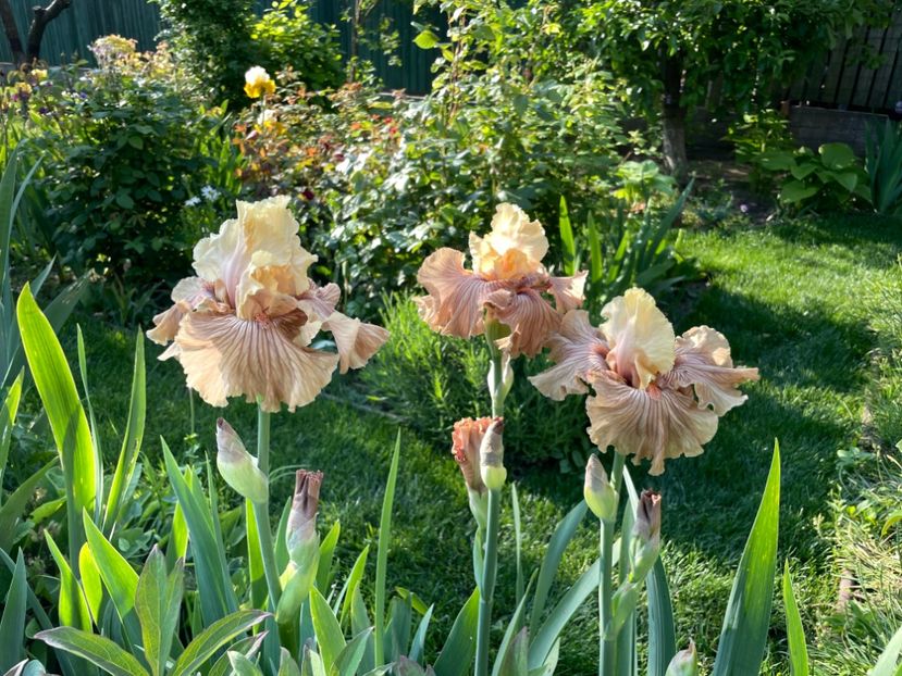 FD5DFEC8-3FE6-4A83-95B4-0D65C04DF9D9 - 01 Iriși 2023