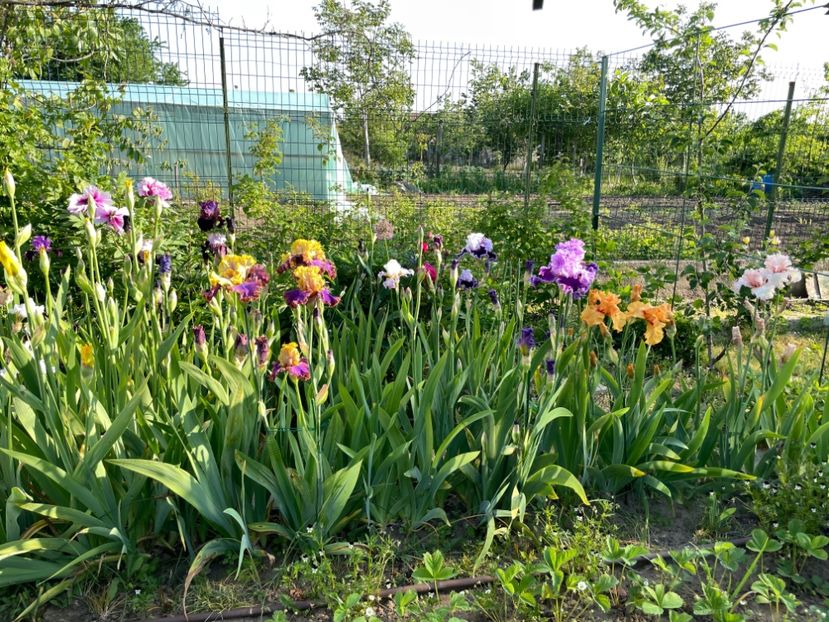 2667D5C2-FC01-4D25-A09A-C96E89A04C0F - 01 Iriși 2023