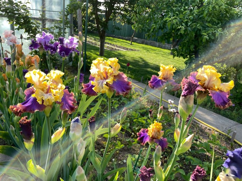 92D35957-C7FF-4C69-9FD7-9E8A0B96DF72 - 01 Iriși 2023