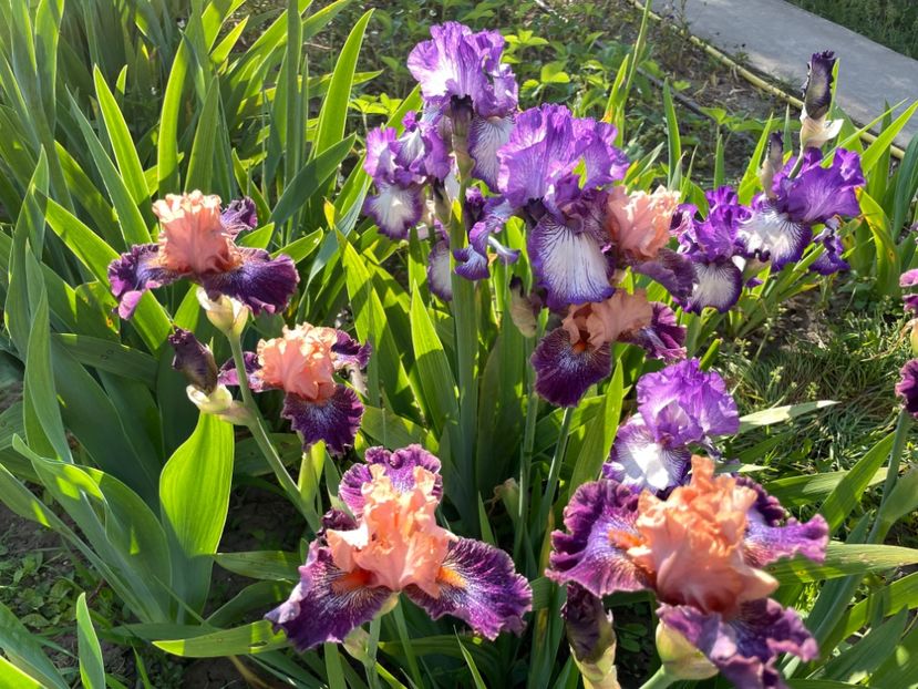 5A64618B-4807-44D9-A31B-1B154050FC70 - 01 Iriși 2023