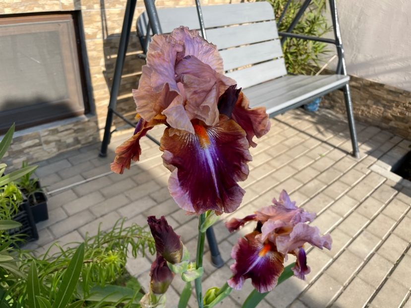 0A95892F-FA73-4565-BD2E-3B2893C5FEC1 - 01 Iriși 2023