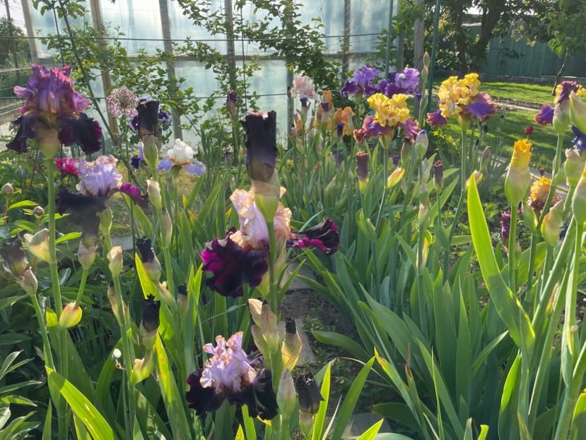 6ACDE013-643B-42B0-9E22-6857CE67D3A9 - 01 Iriși 2023