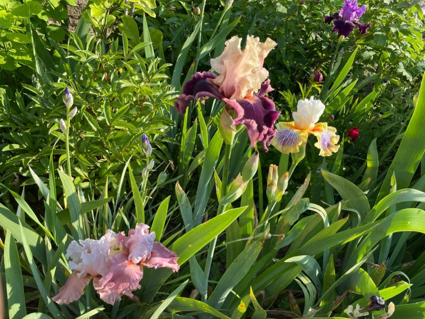 19A72470-7DD5-42D2-A384-E0C517BBB57C - 01 Iriși 2023