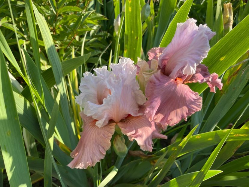 8B216DF9-76E1-4464-BA08-01E89FAD0DF0 - 01 Iriși 2023